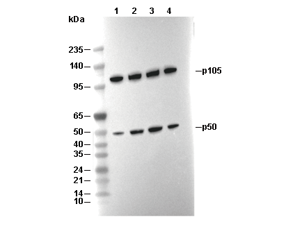 NF-&kappa;B1 p105/p50 Antibody [J15F15] WB