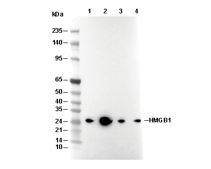 HMGB1 Antibody [N2J9] WB
