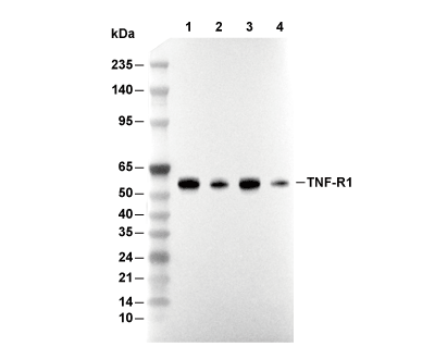 TNF-R1 Antibody [M22M6] WB