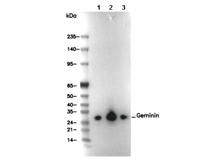 Geminin Antibody [L11K4] WB