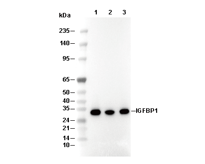 IGFBP1 Antibody [P3H15] WB