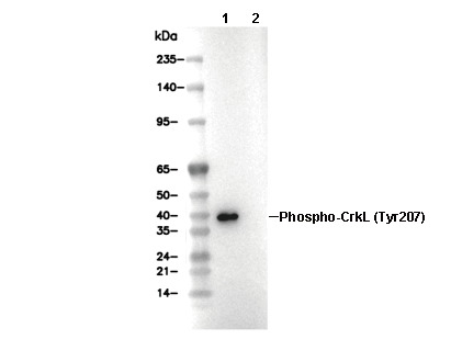 Phospho-CrkL (Tyr207) Antibody [B13N10] WB