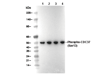 Phospho-CDC37 (Ser13) Antibody [G22K18] WB