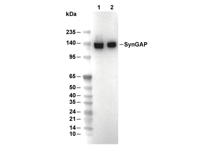 SynGAP Antibody [F22M8] WB