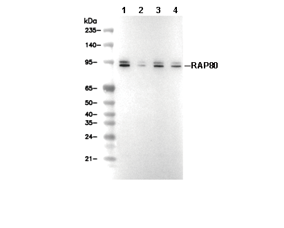 RAP80 Antibody [P19F10] WB