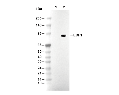 EBF1 Antibody [D5J14] WB