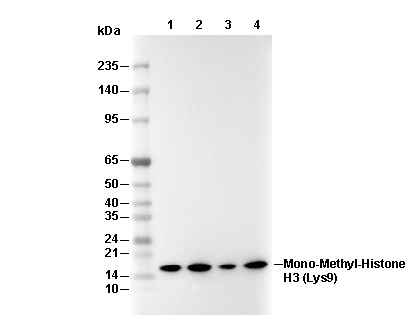 Histone H3 (mono Methyl Lys9) Antibody [E5H2] WB