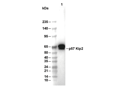 p57 Kip2 Antibody [E16C13] WB
