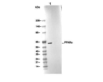 F4266-wb
