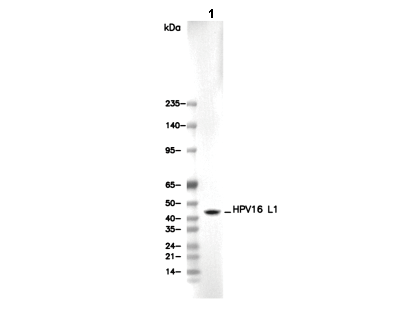HPV16 L1 Antibody [B9L9] WB