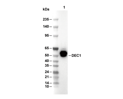 DEC1 Antibody [D7J6] WB