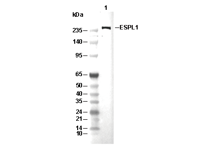 ESPL1 Antibody [B22J16] WB