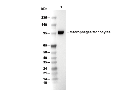 Macrophages/Monocytes Antibody [K8D24] WB