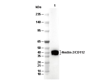 G Protein Go&alpha; Antibody [K6C9] WB