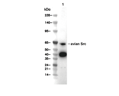 Src Antibody [M13K12] WB