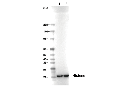 Histone Antibody [E15A19] WB