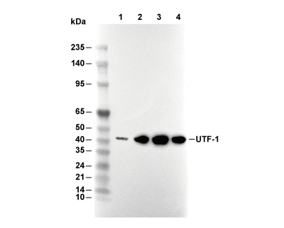 UTF-1 Antibody [B24H16] WB