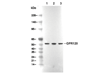 F4419-wb