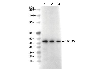 GDF-15 Antibody [G11L21] WB