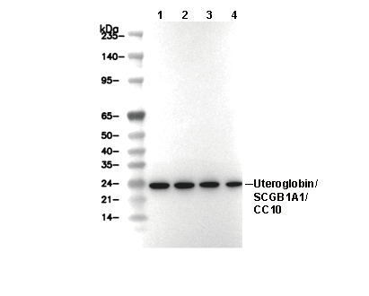 Uteroglobin/CC10 Antibody [H18P18] WB
