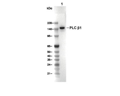 PLC&beta;1 Antibody [N12B19] WB
