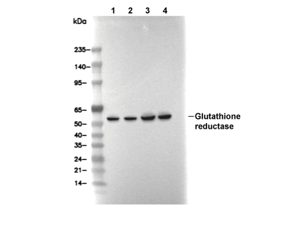 Glutathione reductase Antibody [E19C20] WB
