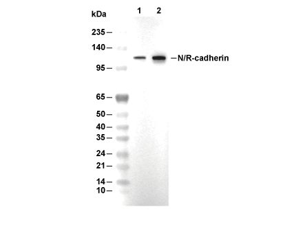 N/R-Cadherin Antibody [L18B18] WB