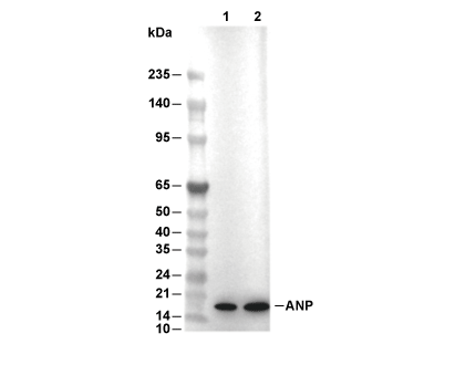 ANP Antibody [M21G12] WB
