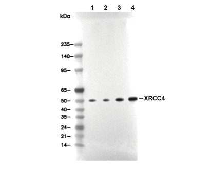 XRCC4 Antibody [N17K6] WB