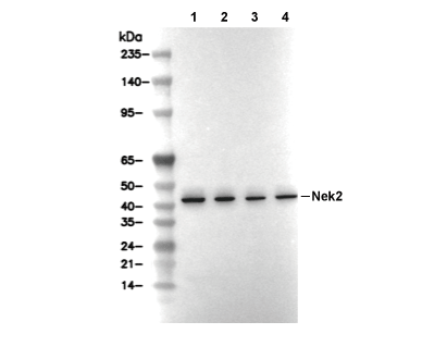 Nek2 Antibody [A24K3] WB