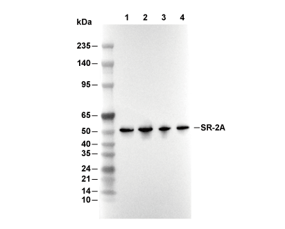 SR-2A Antibody [L13G15] WB