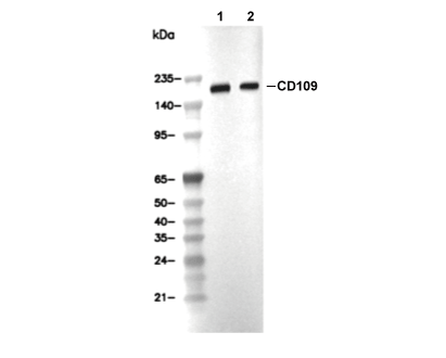 CD109 Antibody [K2B17] WB