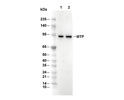 MTP Antibody [J4K3] WB