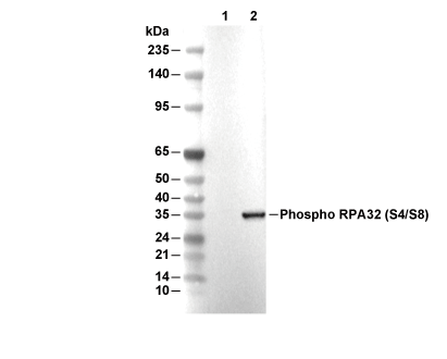 Phospho-RPA32/RPA2 (Ser4/8) Antibody [M17K6] WB