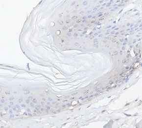 F4533-IHC1