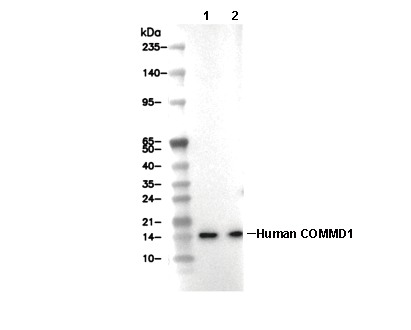 Human COMMD1 Antibody [B20N14] WB