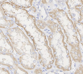 F4543-IHC1