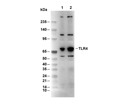 TLR4 Antibody [L6M8] WB
