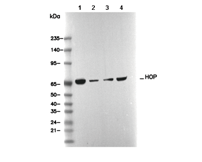 HOP Antibody [H14E22] WB