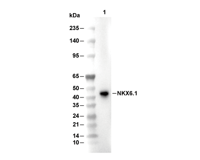 NKX6.1 Antibody [N24F3] WB