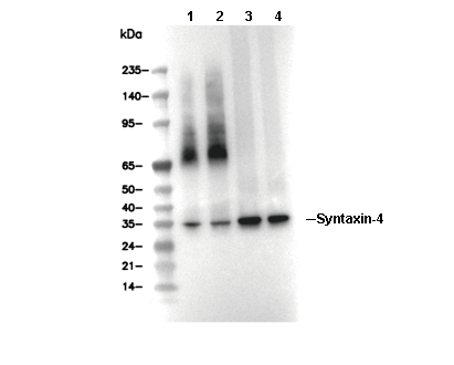 Syntaxin-4 Antibody [C14K1] WB