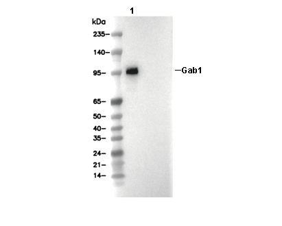 Gab1 Antibody [M2K23] WB