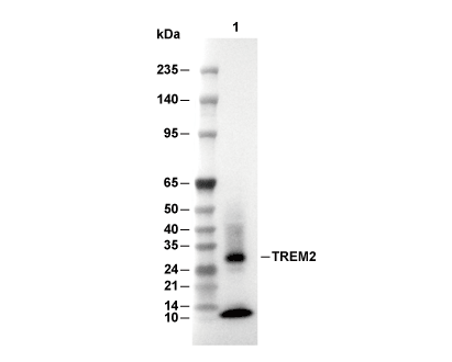 TREM2 Antibody [F18K20] WB