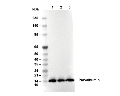 Parvalbumin Antibody [J22P8] WB