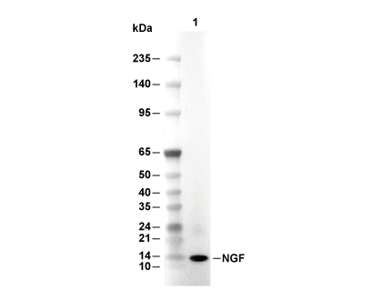 F4596-wb