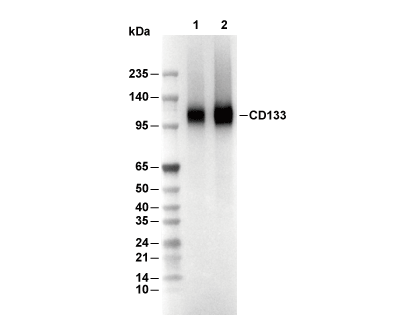 CD133 Antibody [F19M17] WB