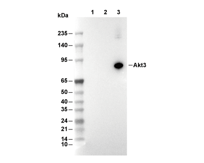 Akt3 Antibody [C10D18] WB