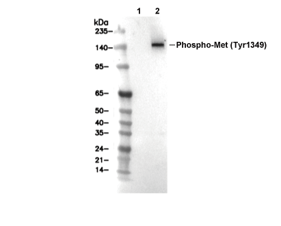 Phospho-Met (Tyr1349) Antibody [D24L22] WB