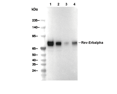 Rev-Erb&alpha; Antibody [N13G12] WB