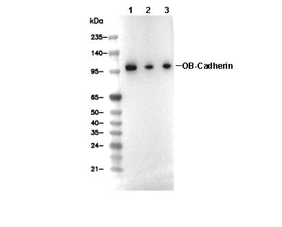 F4631-wb